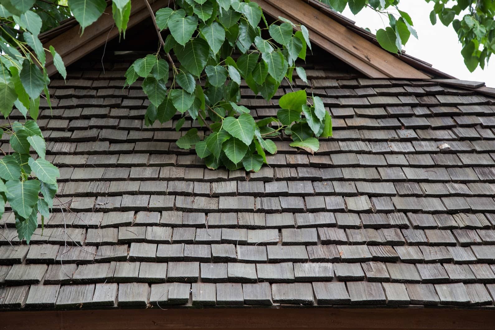 aging cedar shake roof