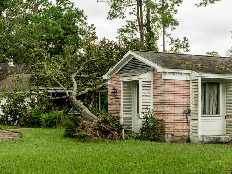 Tree Damage Repair