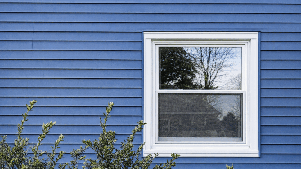 Blue Siding and Window | Tycos Roofing And Siding Inc White-trimmed window set in blue siding behind landscaped shrubs.