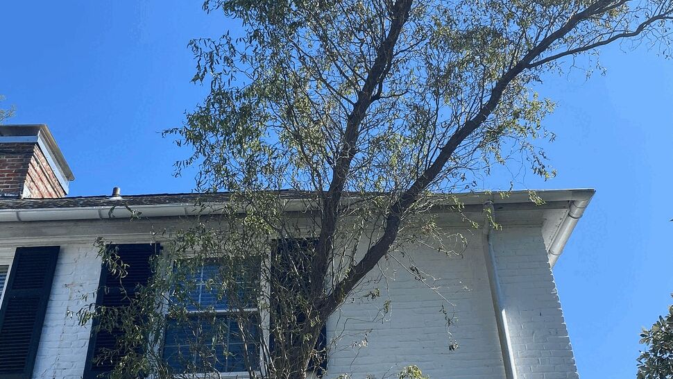 Tree leaning beside white painted brick siding and second-story windows