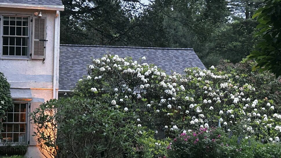 Side elevation with shingled roof, stucco siding and white flowering shrubs