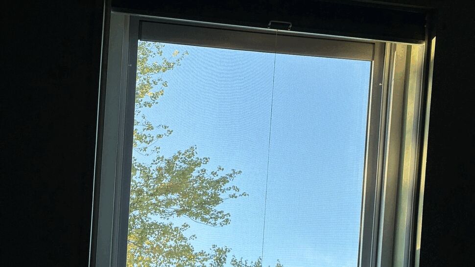 Interior skylight window looking up to blue sky and tree branches