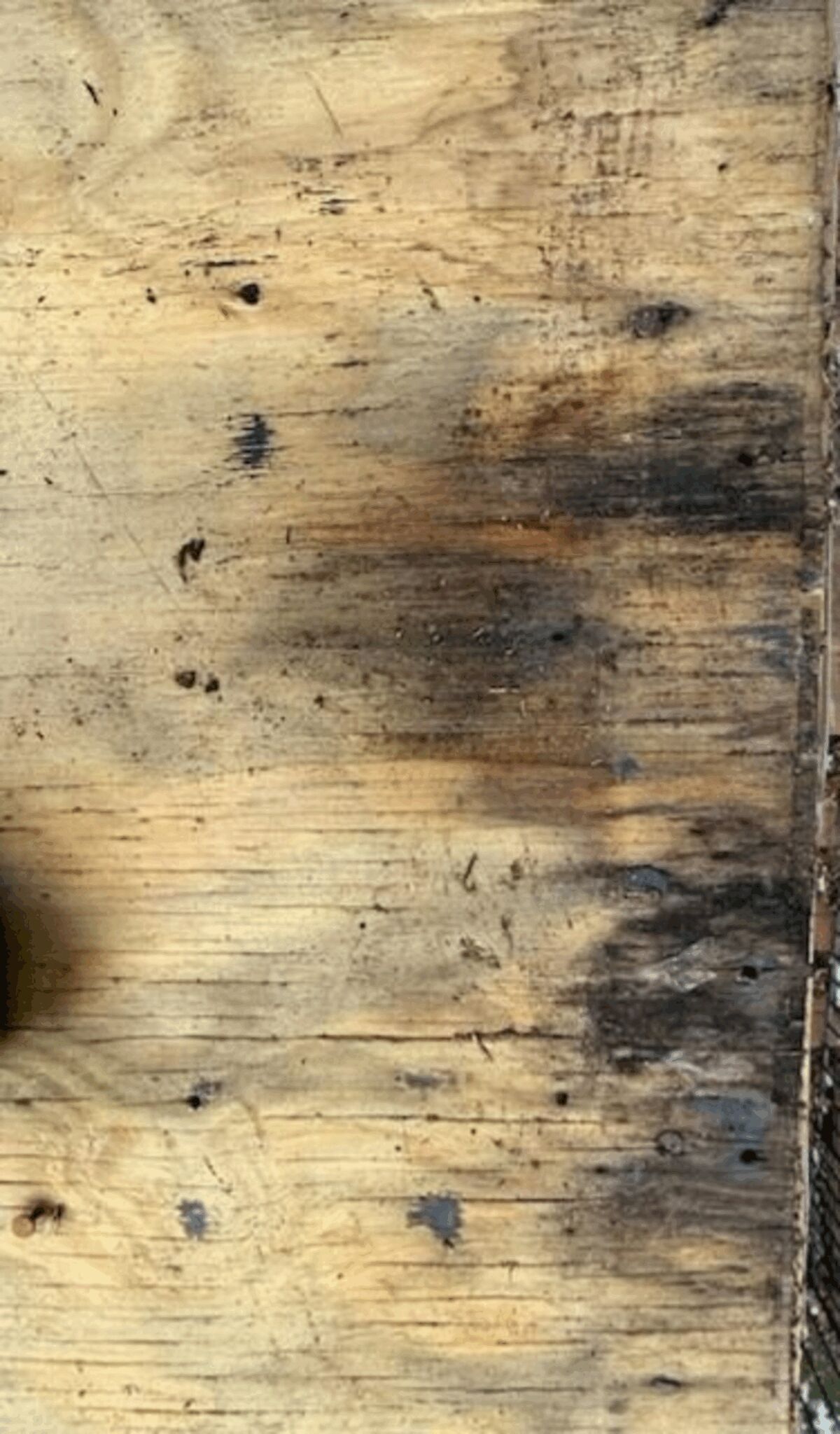 Rotted Wood Exposed: Why You Should Never Ignore Roof Issues