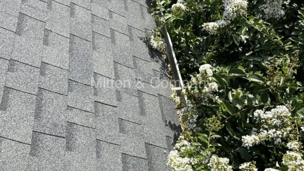 Gutter with visible debris along shingled roof edge beside blooming branches.