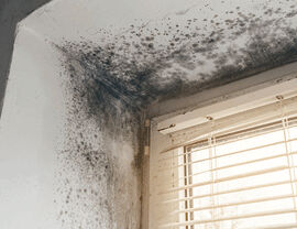 Severe black mold growth in a corner above a window