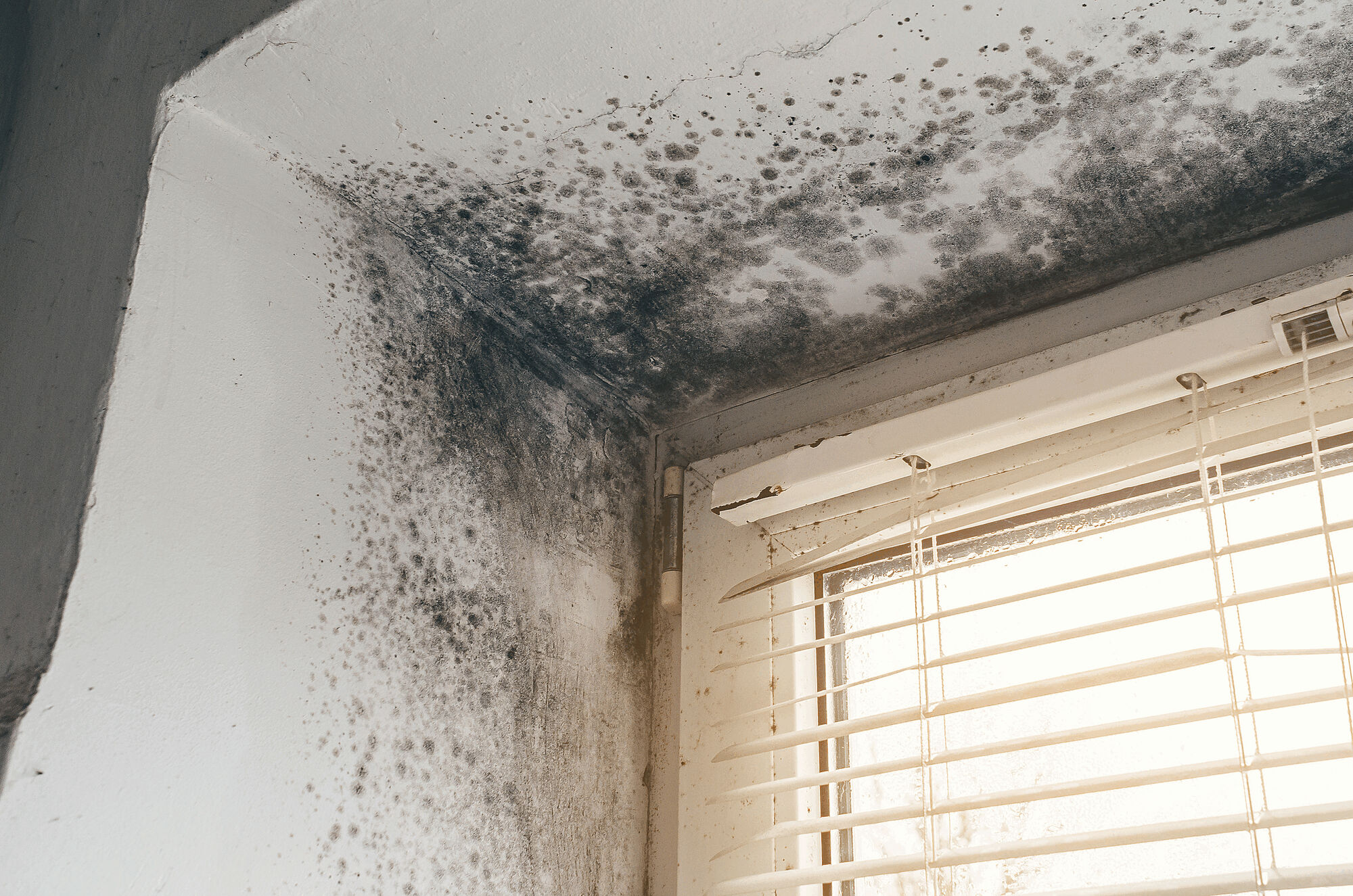 Mold Remediation