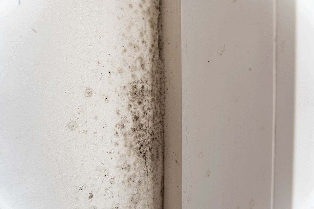 Mold Detection