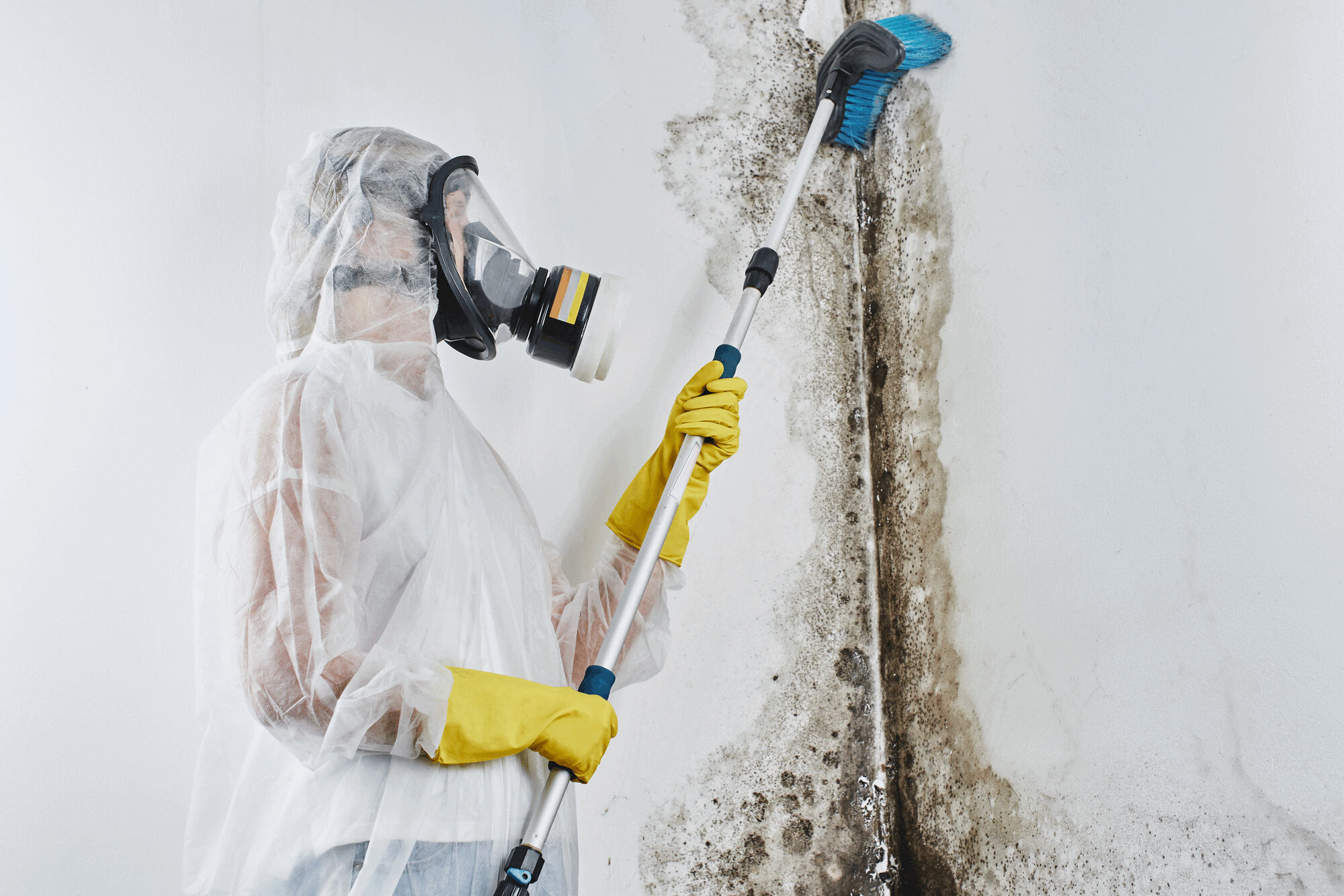 Professional Mold Services