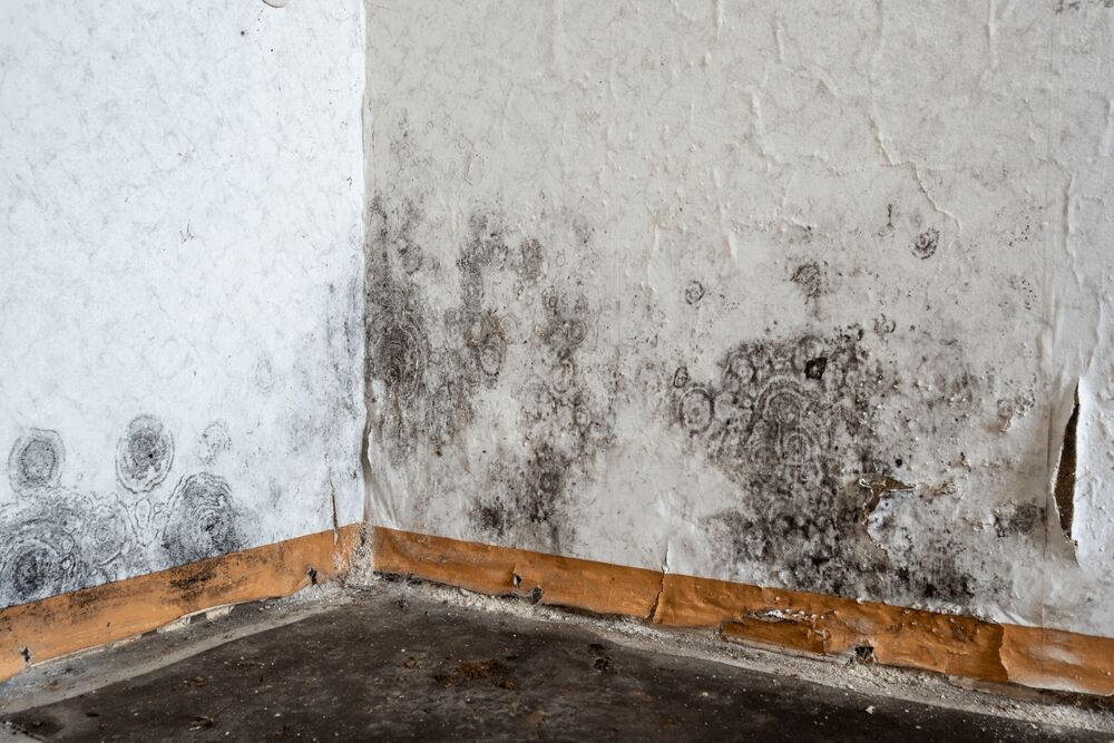 Black Mold Removal