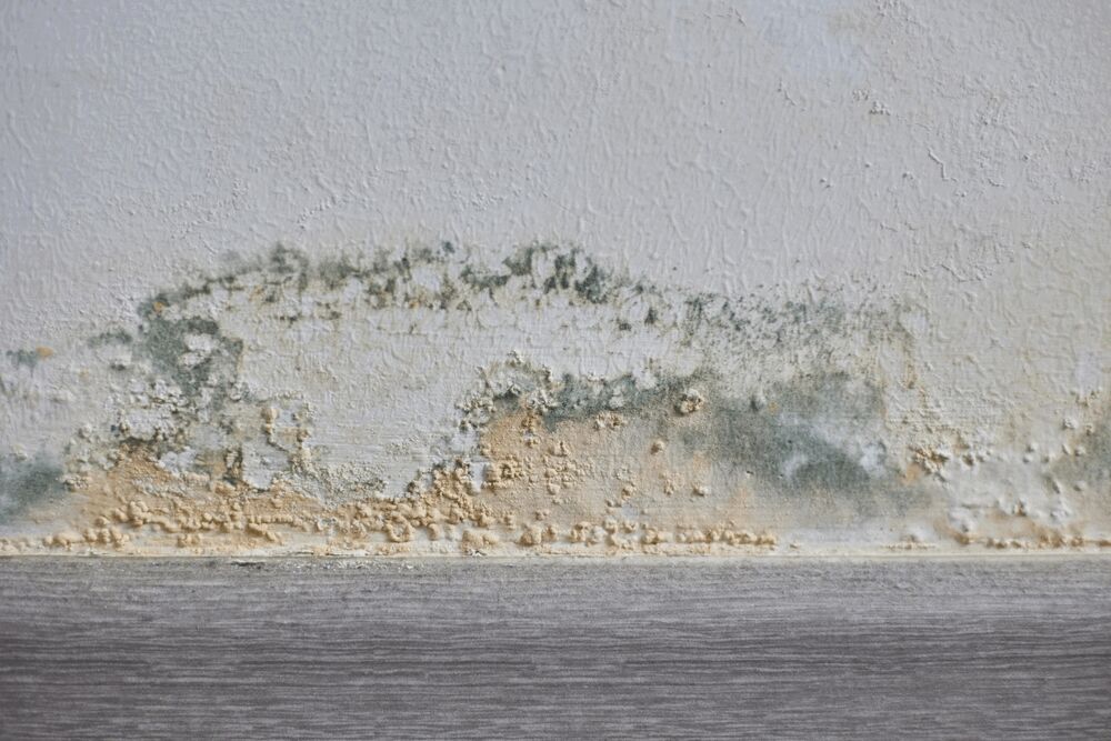 Mold Inspection
