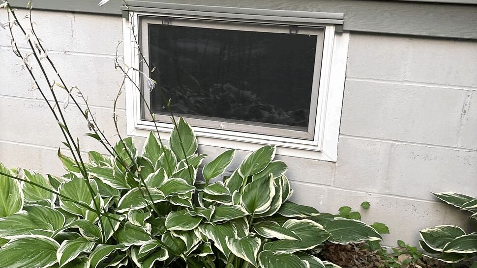 Basement window beneath gray siding with hosta plants