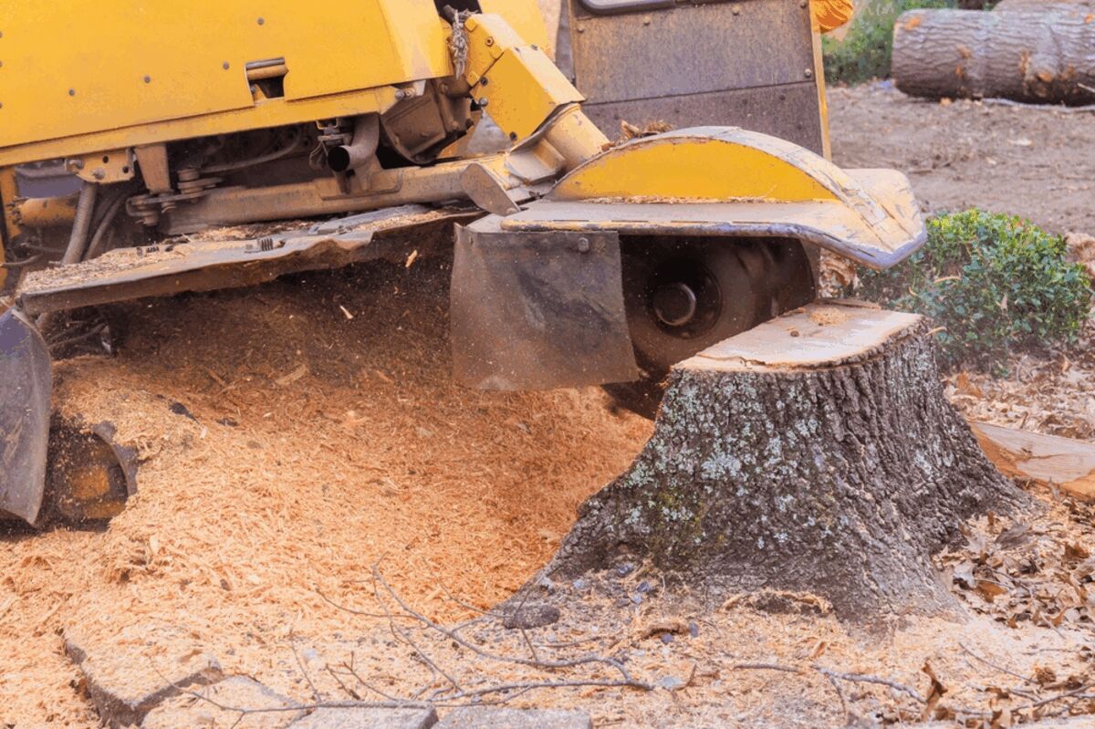 Tree Stump Grinding: A Complete Homeowner's Guide to Removal Options, Landscape Restoration, and Long-Term Property Maintenance