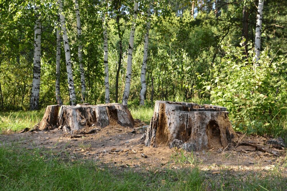 Stump Grinding