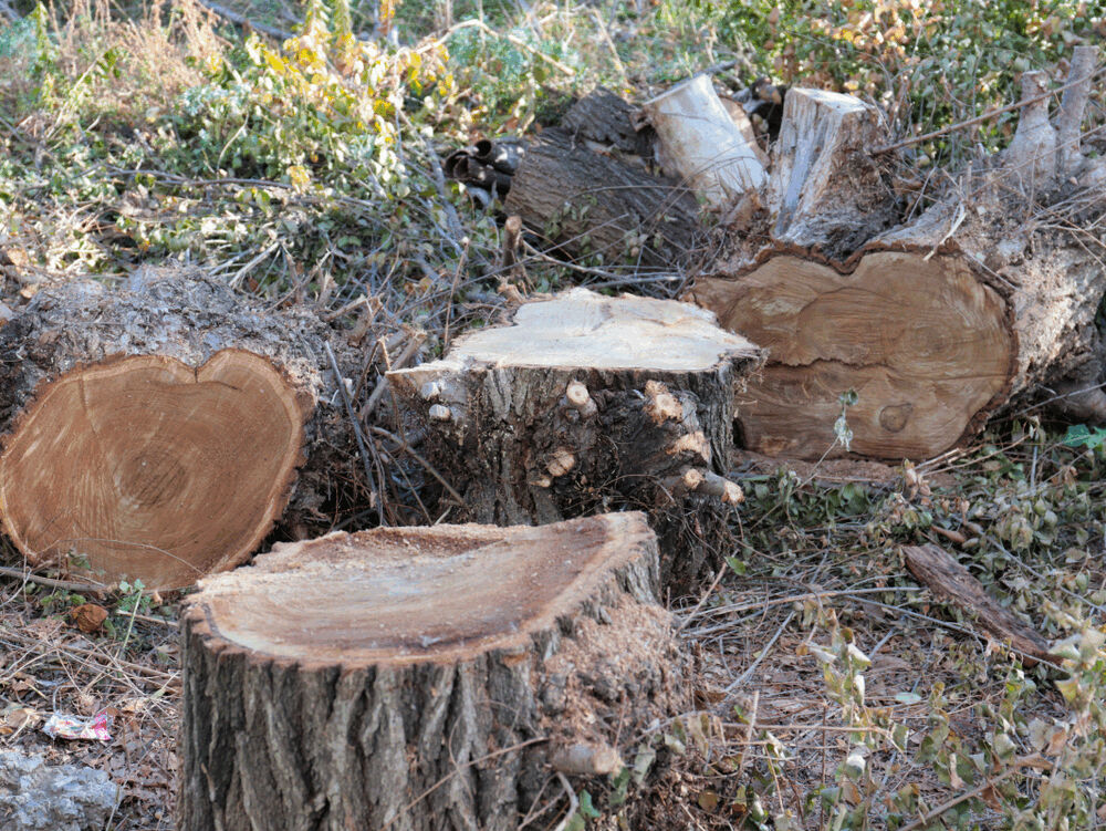 Tree Removal