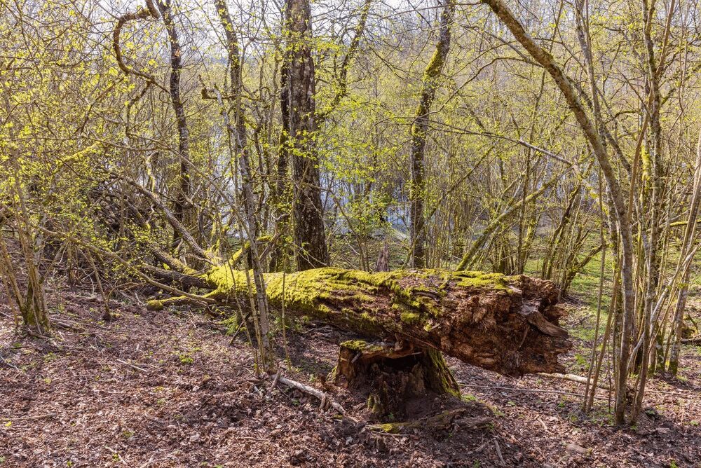 Land Clearing