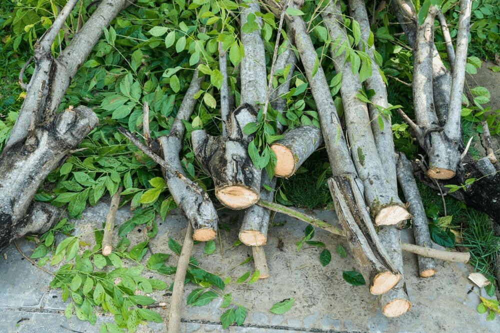 Tree Trimming