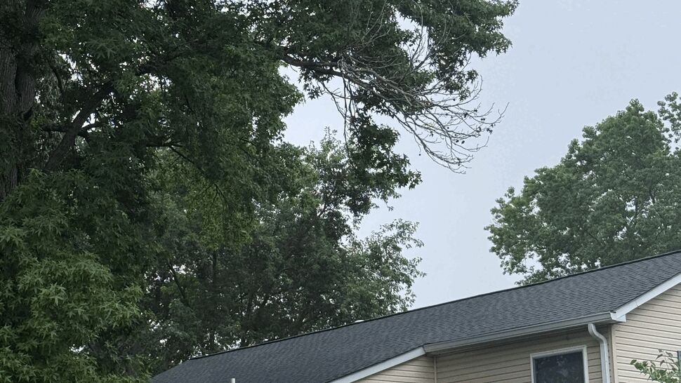 Side angle of roof with white gutters and tree canopy overhead